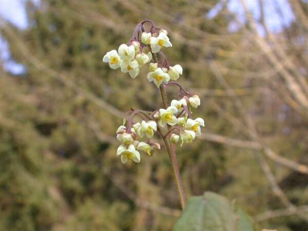 Epimedium pubigerum 9 cm Topf - Größe nach Saison