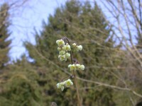 Epimedium pubigerum 9 cm Topf - Größe nach Saison