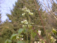 Epimedium pubigerum 9 cm Topf - Größe nach Saison