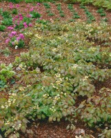 Epimedium x warleyense Orangekönigin 9 cm Topf - Größe nach Saison