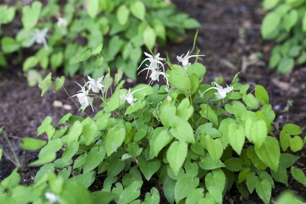 Epimedium x youngianum Niveum 9 cm Topf - Größe nach Saison