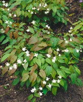 Epimedium x youngianum Niveum 9 cm Topf - Größe nach Saison