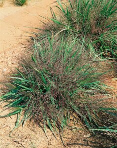 Eragrostis spectabilis Purple Love 3 L