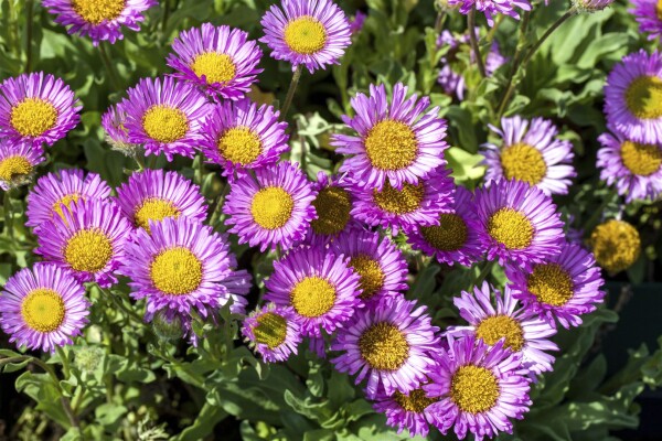 Erigeron glaucus Sea Breeze  -R- 11 cm Topf - Größe nach Saison