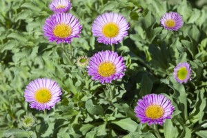 Erigeron glaucus Sea Breeze  -R- 11 cm Topf - Größe nach Saison