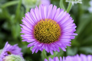 Erigeron glaucus Sea Breeze  -R- 11 cm Topf - Größe nach Saison