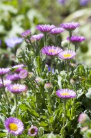 Erigeron glaucus Sea Breeze  -R- 11 cm Topf - Größe nach Saison