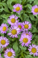 Erigeron glaucus Sea Breeze  -R- 11 cm Topf - Größe nach Saison