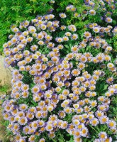 Erigeron glaucus Sea Breeze  -R- 11 cm Topf - Größe nach Saison