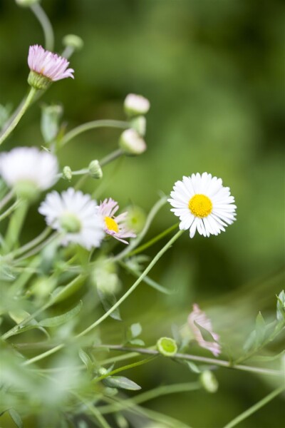 Erigeron karvinskianus Blütenmeer 9 cm Topf - Größe nach Saison