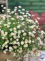 Erigeron karvinskianus Blütenmeer 9 cm Topf - Größe nach Saison