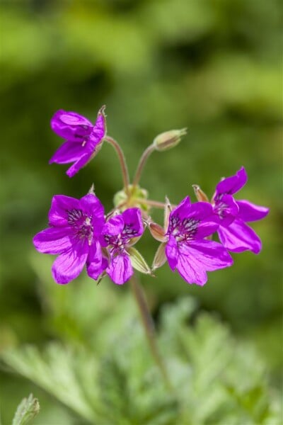 Erodium manescavii 11 cm Topf - Größe nach Saison