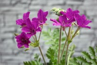 Erodium manescavii 11 cm Topf - Größe nach Saison