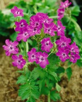 Erodium manescavii 11 cm Topf - Größe nach Saison