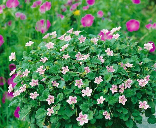 Erodium x variabile Roseum 9 cm Topf - Größe nach Saison