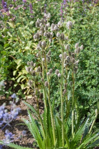 Eryngium agavifolium 11 cm Topf - Größe nach Saison