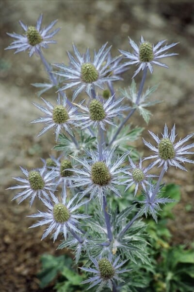 Eryngium planum 9 cm Topf - Größe nach Saison