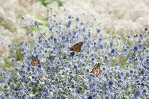 Eryngium planum 9 cm Topf - Größe nach Saison