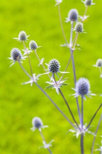 Eryngium planum 9 cm Topf - Größe nach Saison