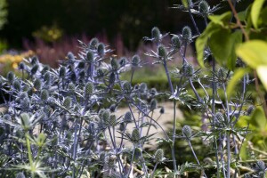 Eryngium planum 9 cm Topf - Größe nach Saison