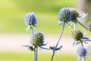 Eryngium planum 9 cm Topf - Größe nach Saison