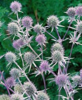 Eryngium planum 9 cm Topf - Größe nach Saison