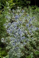 Eryngium planum 9 cm Topf - Größe nach Saison