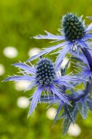 Eryngium planum 9 cm Topf - Größe nach Saison