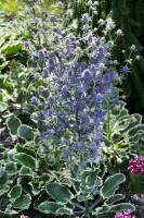 Eryngium planum 9 cm Topf - Größe nach Saison