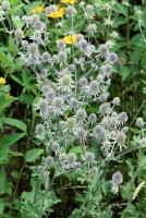 Eryngium planum 9 cm Topf - Größe nach Saison