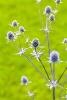 Eryngium planum 9 cm Topf - Größe nach Saison