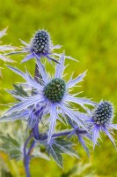 Eryngium planum 9 cm Topf - Größe nach Saison