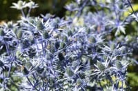 Eryngium planum 9 cm Topf - Größe nach Saison