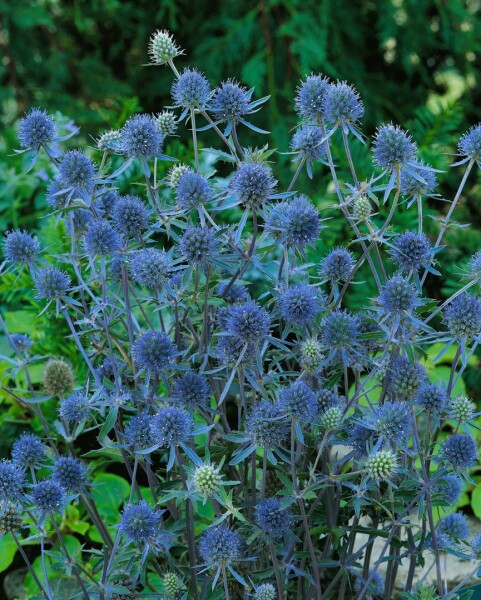 Eryngium planum Blauer Zwerg 9 cm Topf - Größe nach Saison