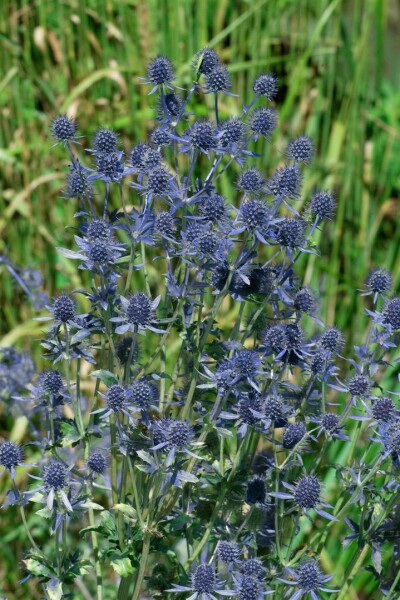 Eryngium planum Blue Hobbit 9 cm Topf - Größe nach Saison