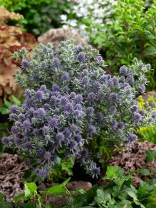 Eryngium planum Blue Hobbit 9 cm Topf - Größe nach Saison