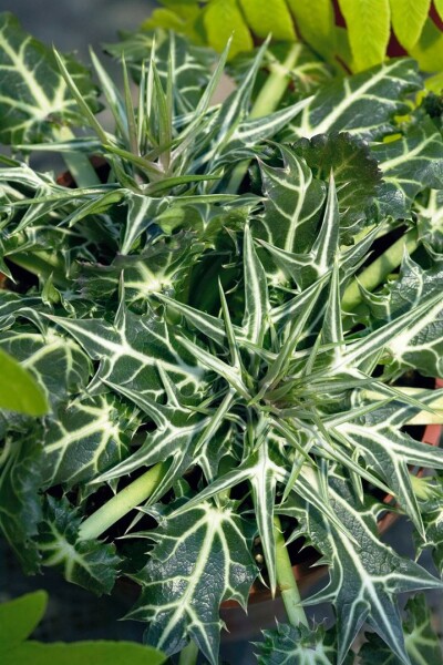 Eryngium variifolium 9 cm Topf - Größe nach Saison