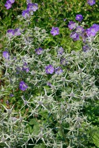 Eryngium variifolium 9 cm Topf - Größe nach Saison