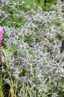 Eryngium variifolium 9 cm Topf - Größe nach Saison