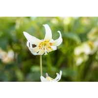 Erythronium tuolumnense White Beauty 11 cm Topf -...