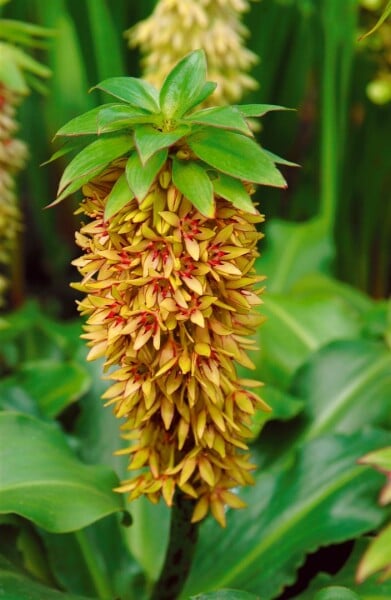 Eucomis bicolor 9 cm Topf - Größe nach Saison