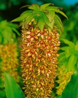 Eucomis bicolor 9 cm Topf - Größe nach Saison