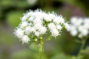 Eupatorium fistulosum Baby Joe  -R- 11 cm Topf - Größe nach Saison