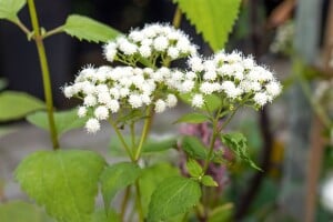 Eupatorium fistulosum Baby Joe  -R- 11 cm Topf - Größe nach Saison