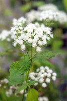 Eupatorium fistulosum Baby Joe  -R- 11 cm Topf - Größe nach Saison