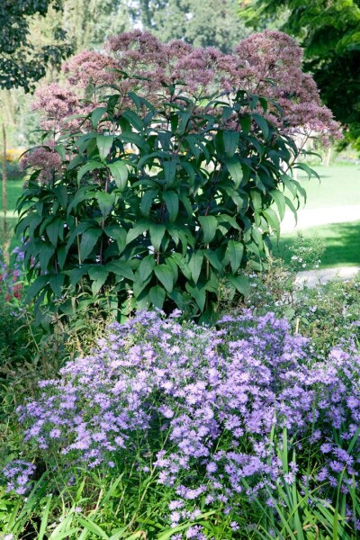 Eupatorium fistulosum Riesenschirm 9 cm Topf - Größe nach Saison