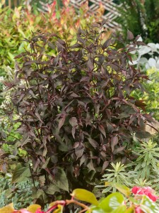 Eupatorium rugosum Chocolate 11 cm Topf - Größe nach Saison