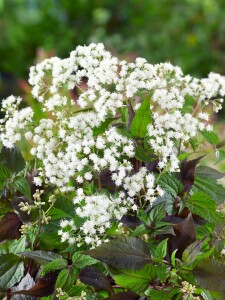 Eupatorium rugosum Chocolate 11 cm Topf - Größe nach Saison