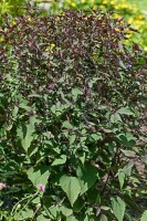 Eupatorium rugosum Chocolate 11 cm Topf - Größe nach Saison