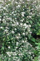 Eupatorium rugosum Chocolate 11 cm Topf - Größe nach Saison